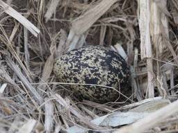 Het eerste kievits-ei is dit jaar in Sint Oedenrode gevonden. 