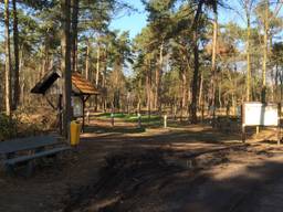 Wilde zwijnen in Leenderbos worden afgeschoten om overlast te beperken