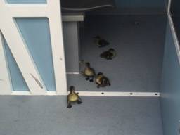 De kuikens in de arrestantenbus (foto:politie.nl)