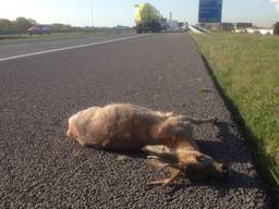 De dode ree langs de A4 bij Bergen op Zoom (Foto: Erik de Jonge)