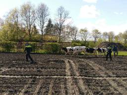 De politie slaagde erin de dieren van de weg te halen. (Foto: Facebook Politie Gemert).