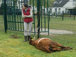 Een ontsnapte stier in Geldrop blijkt achteraf kalf Liesje