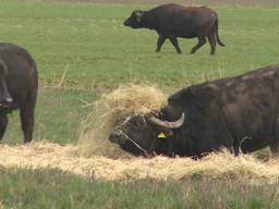 Boswachter Anneke Heineckae over de ontsnapte buffels