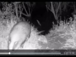 Das gesnapt door een camera-val in de Biesbosch