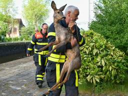 De ree werd op het droge gedragen. (Foto: Toby de Kort/De Kort Media).