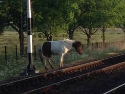 De uitgebroken paarden. (Foto: Twitter/Erik de Jonge)