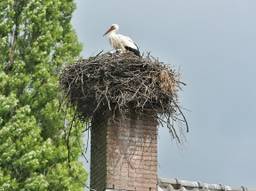 Ooievaarsnest in Moergestel