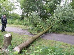 De boom die over het fietspad ligt (foto:Twitter/brigadierAARLE)