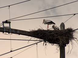 De ooievaar in het nest met de twee jongen.