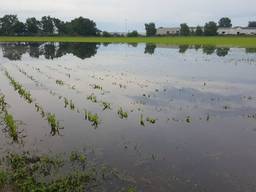 Grote delen van het land staan onder water. (Foto: Twan van der Heijden)