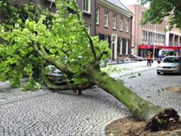 De omgevallen boom op de Parade (foto: Bart Meesters/Meesters MultiMedia).