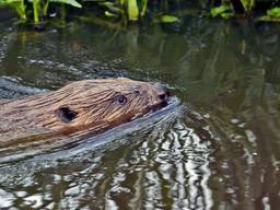 De bever maakt met zijn gangenstelsel de dijk bij Gassel zwak. [Foto: archief]