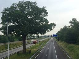 Boom op snelweg A58