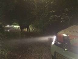 De hooglander liep te veel stress op tjdens zijn avontuur. (Foto: Facebook politie Weerijs)