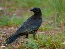 Een raaf. (Foto: Natuurmonumenten)