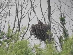 Vogelspotters turen al dagen naar nest met Visarend in de Biesbosch