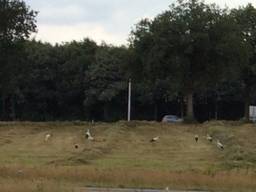 Ooievaars bij de A58. (foto: Annet van den Hecke)