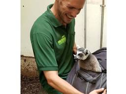 Ringstaartmaki Ernie is terug in ZooParc. (Foto: ZooParc/Facebook)