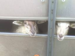 De schapen stonden al drie dagen in de trailer. (Foto: Dierenpolitie/Twitter)