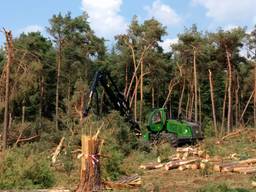 Staatsbosbeheer begint met opruimen omgewaaide bomen op Strabrechtse Heide  	