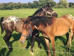 Deze twee paarden liepen los in de omgeving van Boxmeer