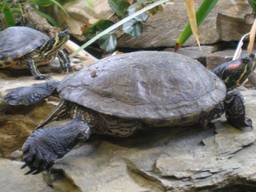 Een roodwangschildpad. (Foto: Wikimedia Commons)
