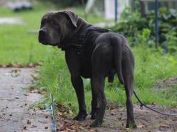 De losgebroken honden beten meerdere schapen dood. Foto: AS Media