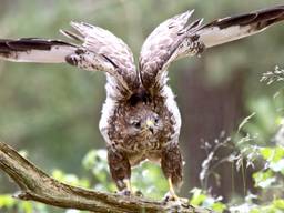 De buizerd waarvoor eerder deze maand werd gewaarschuwd. (foto: Mirte van Grinsven)