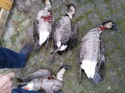 De doodgeschoten ganzen in Liessel. Foto: Twitter / @POL_DeurneZuid