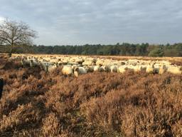 De traditionele schaapherder is officieel cultureel erfgoed