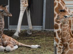 Geboortegolf giraffes in safaripark Beekse Bergen