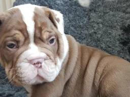 Vier kostbare Old English Bulldog-pups gestolen op zorgboerderij Baarle-Nassau