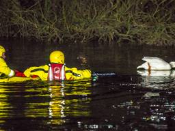 De vastgevroren gans wordt gered door de brandweer. Foto: Roel Smits / SQ Vision