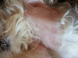 Boomer-hondje Sanne heeft huidproblemen (foto: Annie Mels)