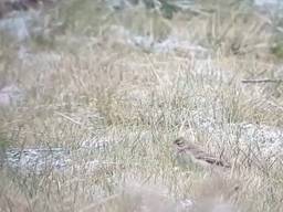 De Mongoolse Pieper is neergestreken in De Biesbosch