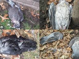 Tientallen dode vogels door besmettelijke vogelziekte het Geel