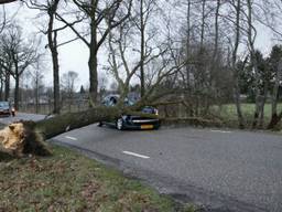 Boom komt op auto terecht in Zeeland. (Foto: Willy Smits / Stuve Fotografie)