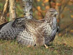 Een buizerd.