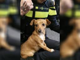 Wie is het baasje van dit hondje? (foto: politie)