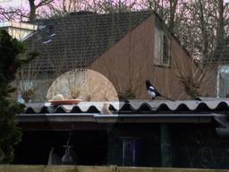 Toename klachten over ratten Vught: bestrijding met explosies