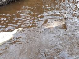 Laatste beelden van opgejaagd reetje in Oisterwijk. (Foto:Natuurmonumenten)