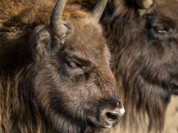 De omstreden wisent (foto: Peter Noy/Vogelwacht Uden).