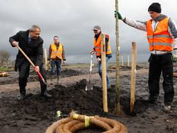 De eerste bomen gaan de grond in (foto: ANP)