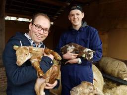 De lente is begonnen! 125 lammetjes geboren in Schijndel