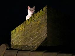 De kat durfde niet meer naar beneden. (Foto: Berry van Gaal/SQ Vision)