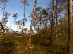 Er wordt 50 hectare bos gesloopt