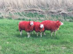 Rode schapen: geen 1 aprilgrap, of toch?