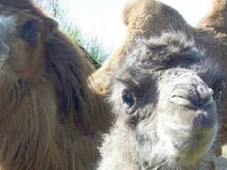 Moeder Faya met haar veulen (Foto: Dierenrijk)