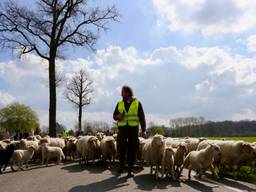 Schaapsherder Bart van Ekkendonk met zijn schapen (foto: Lobke Kapteijns).