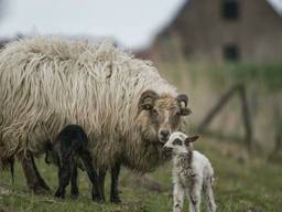 Het bruine lammetje was pas drie weken oud. Foto: Gert van den Bosch